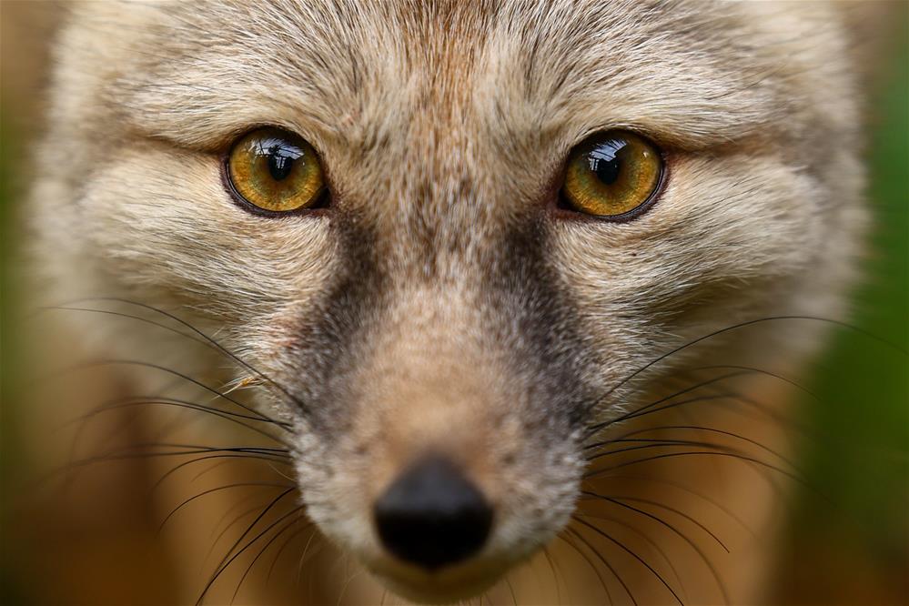 Featured course: Animal Encounters Experience
