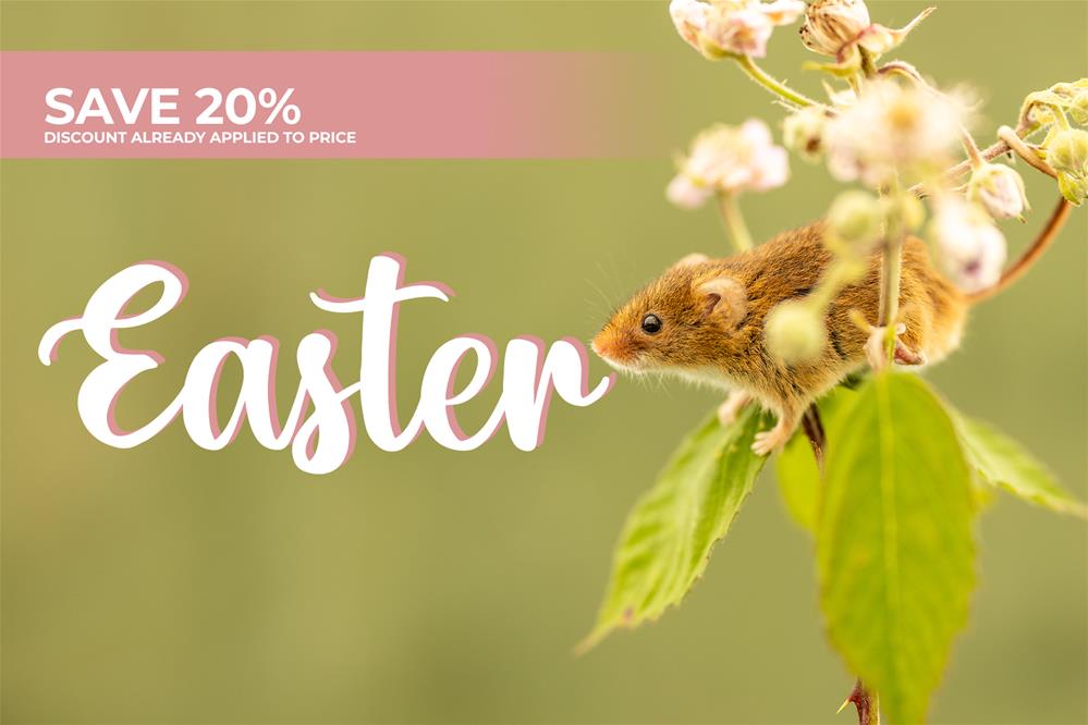 Featured course: British Wildlife Experience
