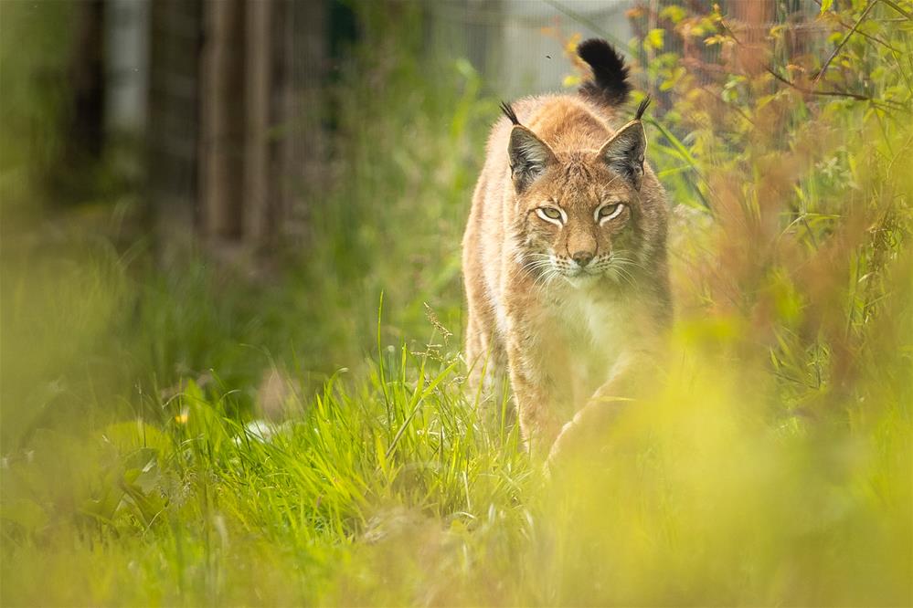 Featured course: British Wildlife Experience