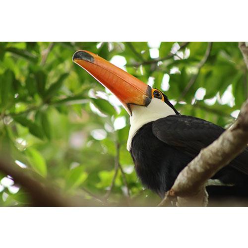 RF 75-300mm F4-5.6 Lens Product Image (Secondary Image 5)