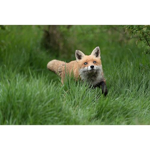 Jessops British Wildlife Experience