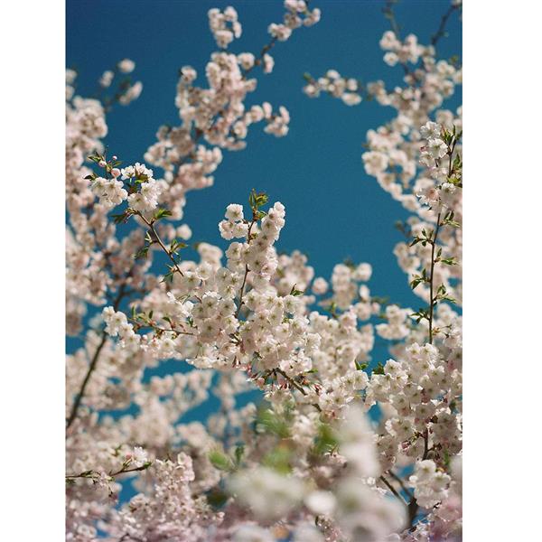 Ektacolor Pro 160 35mm Colour Film 36 Exp  Product Image (Secondary Image 2)