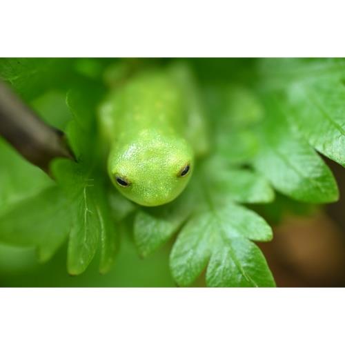 NIKON NIKKOR Z MC 35MM F1.7 Product Image (Secondary Image 4)