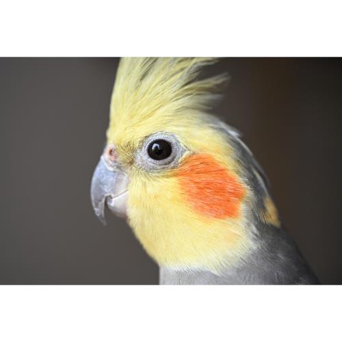 NIKON NIKKOR Z MC 35MM F1.7 Product Image (Secondary Image 5)