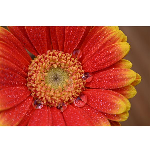 Nikkor Z 24-105mm F4-7.1 Lens Product Image (Secondary Image 5)