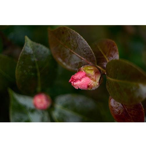 SIGMA 1 Product Image (Secondary Image 6)