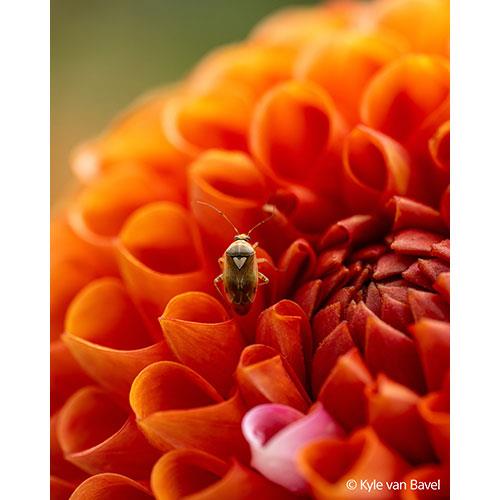 FE 100mm F2.8 Macro GM OSS Lens  Product Image (Secondary Image 2)