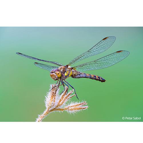 FE 100mm F2.8 Macro GM OSS Lens  Product Image (Secondary Image 3)