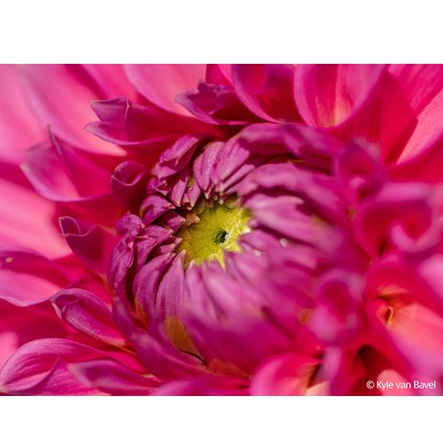 FE 100mm F2.8 Macro GM OSS Lens  Product Image (Secondary Image 4)