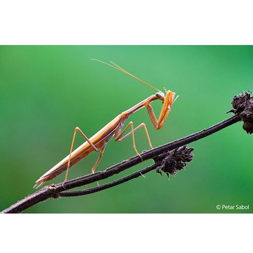 FE 100mm F2.8 Macro GM OSS Lens  Product Image (Secondary Image 5)