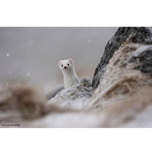 FE 400-800mm F6.3-8 G OSS lens - Open box Product Image (Secondary Image 2)