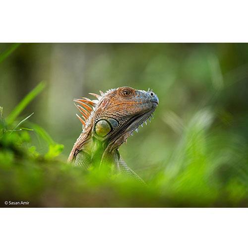 FE 400-800mm F6.3-8 G OSS lens - Open box Product Image (Secondary Image 3)