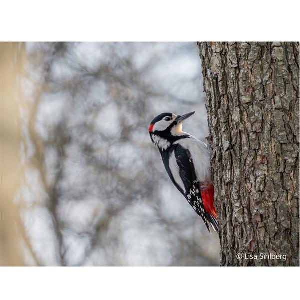 FE 100-400mm F4.5 GM OSS Lens  Product Image (Secondary Image 4)