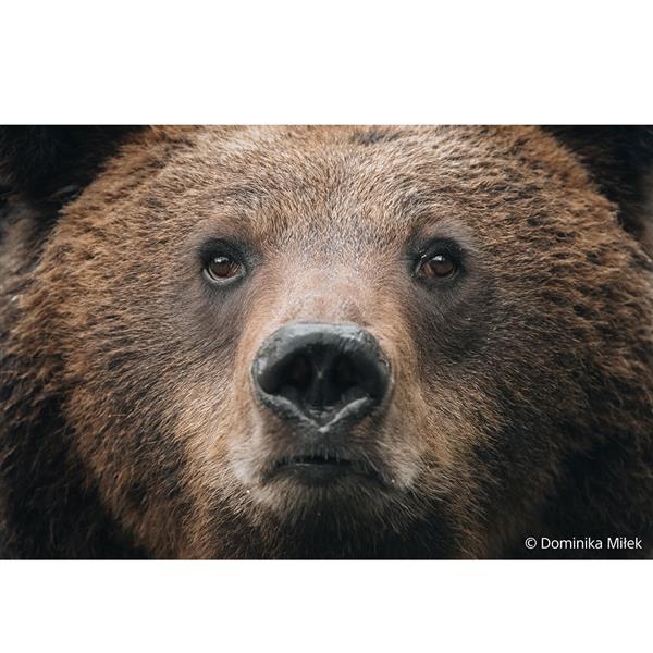 FE 100-400mm F4.5 GM OSS Lens  Product Image (Secondary Image 5)