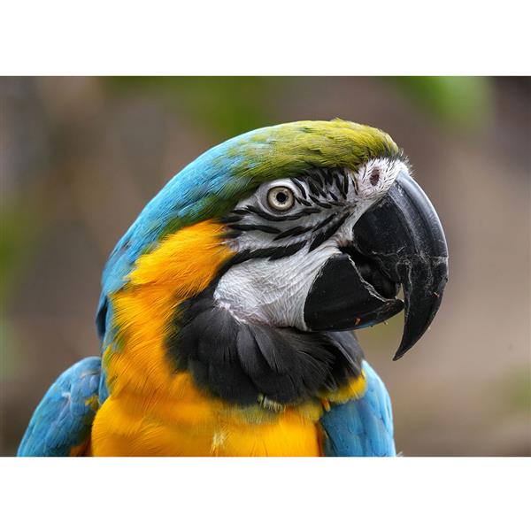 FE 100-400mm F5-6-8 OSS Lens Product Image (Secondary Image 5)