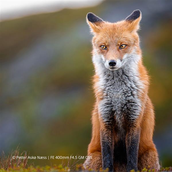 FE 400mm F4.5 GM OSS Lens Product Image (Secondary Image 7)