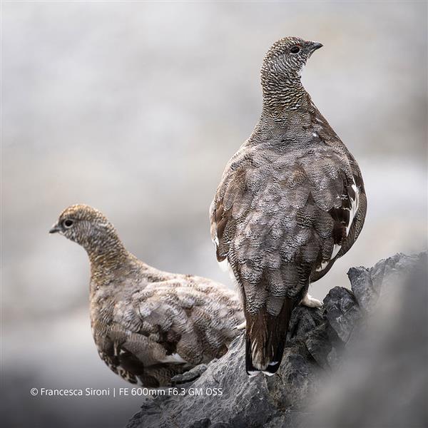 SONY 2 Product Image (Secondary Image 9)