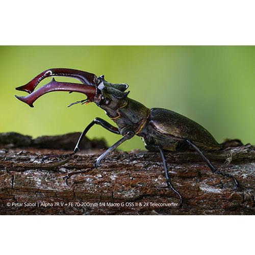 Buy Sony FE 70-200mm F4 Macro G OSS II lens - Jessops