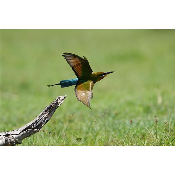 a7R VI Mirrorless Camera with FE 70-200mm F2.8 GM OSS II Lens Product Image (Secondary Image 6)