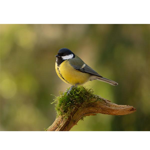 a6700 Mirrorless Camera with 16-50mm F3.5-5.6 PZ Lens and 70-350mm F4.5-6.3 G Lens Product Image (Secondary Image 6)